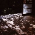 shodawoftree.jpg