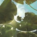 sunshine_under_water.jpg