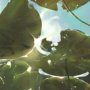 sunshine_under_water.jpg