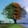 tree.jpg