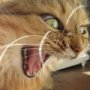 angrycat.jpg