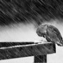 bird_in_rain.jpg