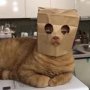 cat_in_mask.jpg