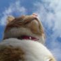 catsky.jpg