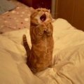 catswow.jpg