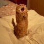 catswow.jpg