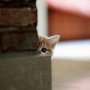 peep.jpg