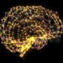 brain.jpg