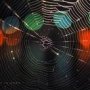 cobweb.jpg
