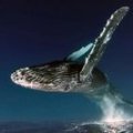 whale_flying.jpg