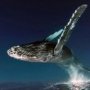 whale_flying.jpg