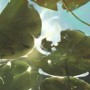 sunshine_under_water.jpg